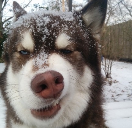 刷朋友圈真的会令你变蠢吗