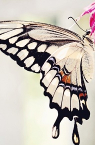 微信小清新森系蝴蝶伤感花朵清新美图