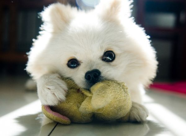 可爱狗狗萌宠微信图片  萌心