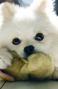 可爱狗狗萌宠微信图片  萌心