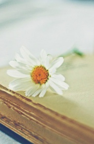 与书籍有关的唯美伤感意境美图  谁也阻止不了流水的时光