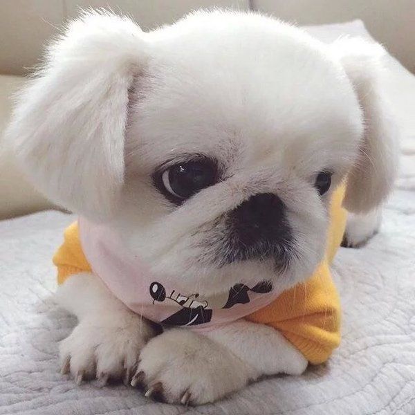 可爱狗狗微信图片  萌出一脸血