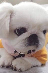 可爱狗狗微信图片  萌出一脸血