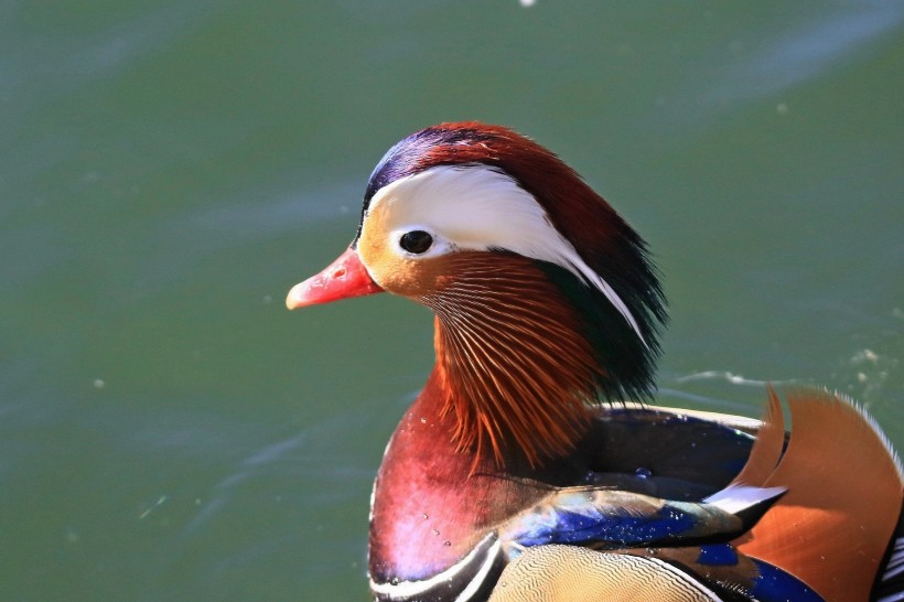 鸳鸯微信高清图片  鸳鸯戏水
