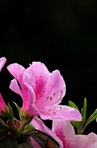 杜鹃花微信高清图片 十大名花之一