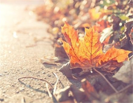 2016款唯美枫叶微信背景图片 好看的