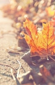 2016款唯美枫叶微信背景图片 好看的