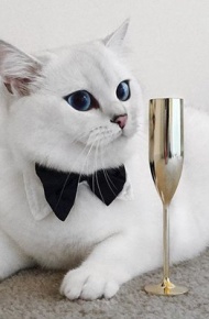 黑白色喵星人微信图片 未来和明天哪个会先到