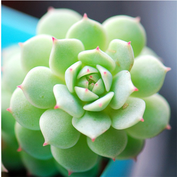 最新小清新植物微信图片 青瓦长忆旧时雨
