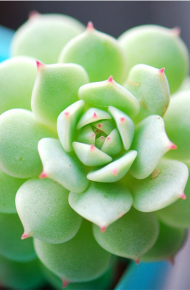 最新小清新植物微信图片 青瓦长忆旧时雨