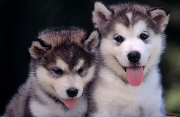 萌宠哈士奇微信图片 二哈组合