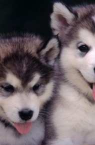 萌宠哈士奇微信图片 二哈组合