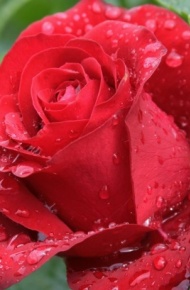 红色玫瑰花微信图片 玫瑰花园