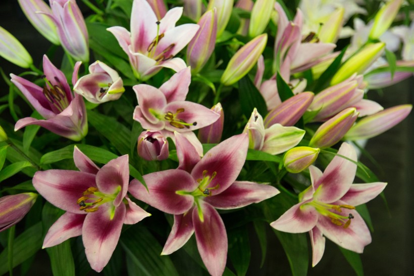 芳香的百合花微信图片 白百合之恋