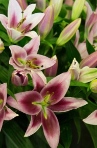 芳香的百合花微信图片 白百合之恋