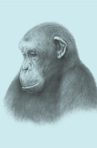 素描手绘动物微信图片