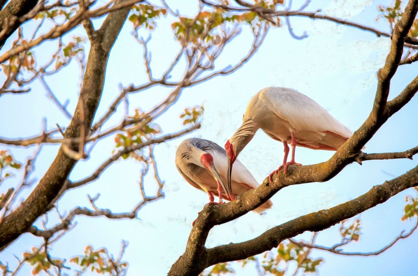 朱鹮鸟微信高清图片 吉祥之鸟
