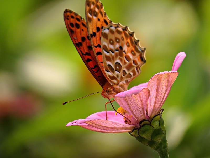 百日草花卉微信高清图片