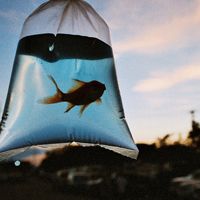 金鱼图片微信头像