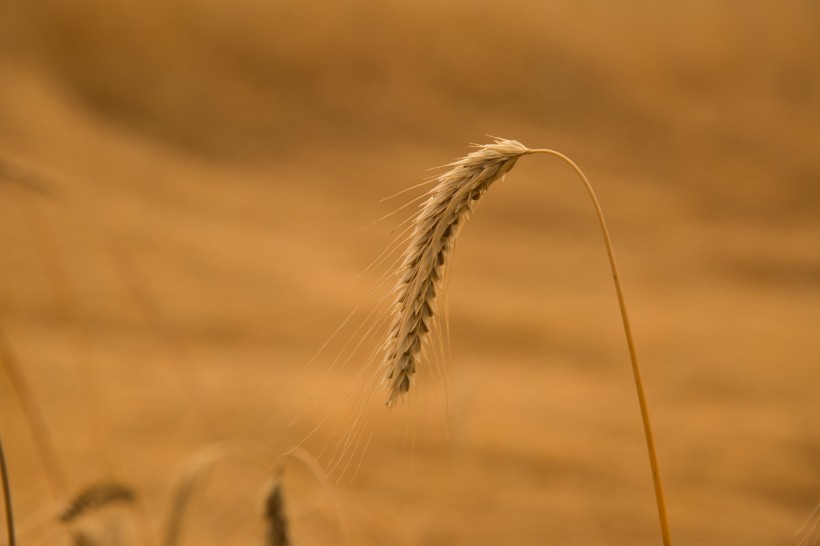 唯美麦田风景微信图片 硕果累累