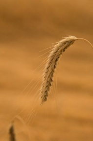 唯美麦田风景微信图片 硕果累累