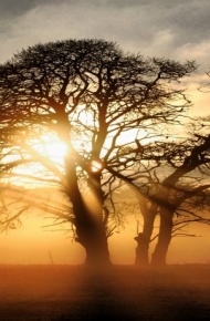 唯美阳光与树风景微信高清图片 意境美