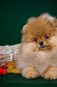 呆萌可爱的博美犬微信高清图片 肉乎乎的