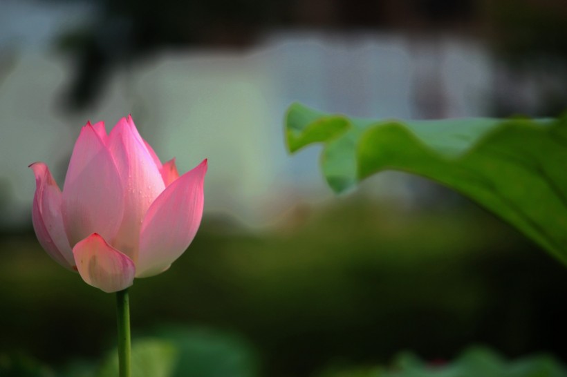 夏日荷花微信高清图片 可爱粉嫩