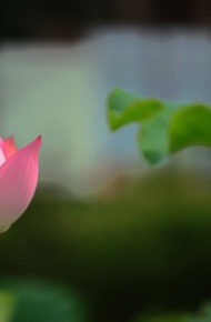 夏日荷花微信高清图片 可爱粉嫩