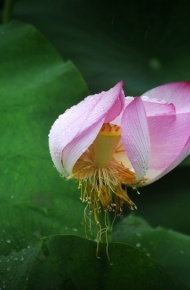 风雨中荷花微信高清图片 十里荷花