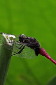 蜻蜓微信高清图片 昆虫界的捕虫高手