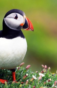 呆萌可爱的善知鸟微信高清图片