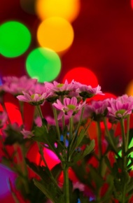 唯美花束微信高清图片