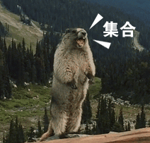 非常有魔性的土拨鼠gif微信表情包