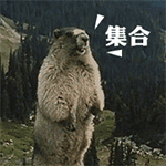 土拨鼠叫声gif表情包 全体集合