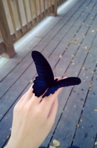 美丽蝴蝶非常可爱的空间图 耐心超强的我，绝对会爱够你三生三世