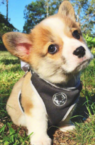 三个月小柯基犬图片大全2017最新 超萌超可爱的柯基图片