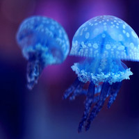 微信头像男成熟稳重风景图片大全 2017关于风景的微信头像