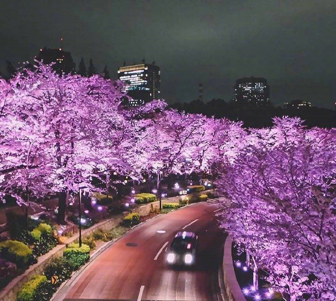 日本东京街景素材图片