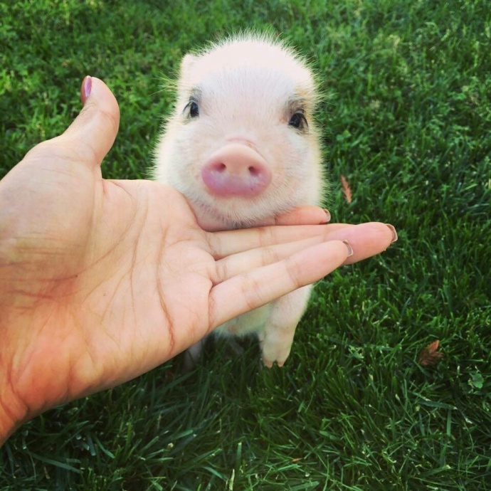 萌萌哒的宠物小猪微信背景图片