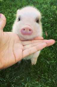 萌萌哒的宠物小猪微信背景图片