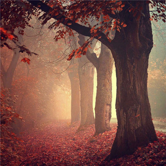 唯美森林微信朋友圈配图