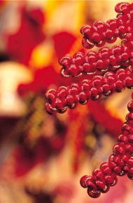 微信春节节日朋友圈配图