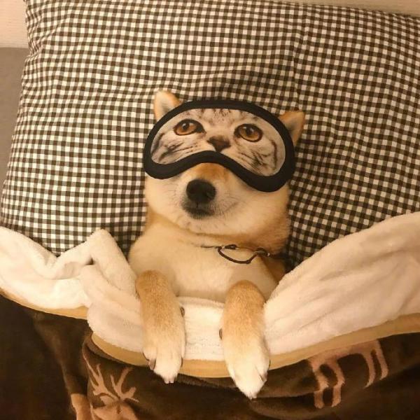 微信可爱呆萌柴犬朋友圈配图