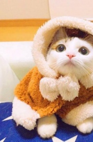 微信可爱搞怪猫咪图片