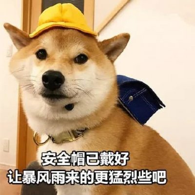 微信搞怪柴犬表情包
