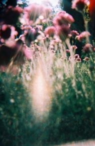 唯美植物微信聊天背景