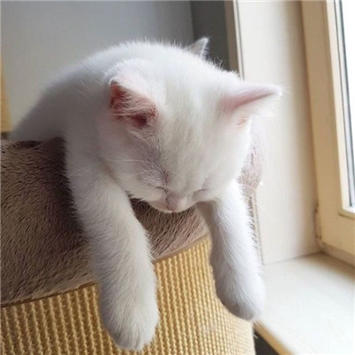 微信个性好看喵星人头像