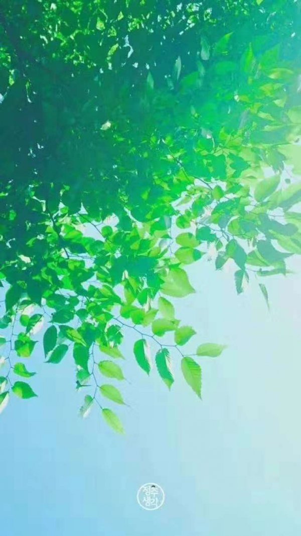 微信唯美绿色护眼聊天背景