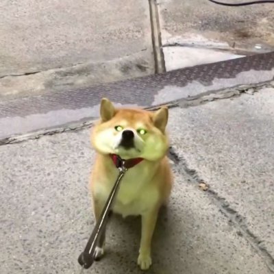 微信搞笑柴犬头像